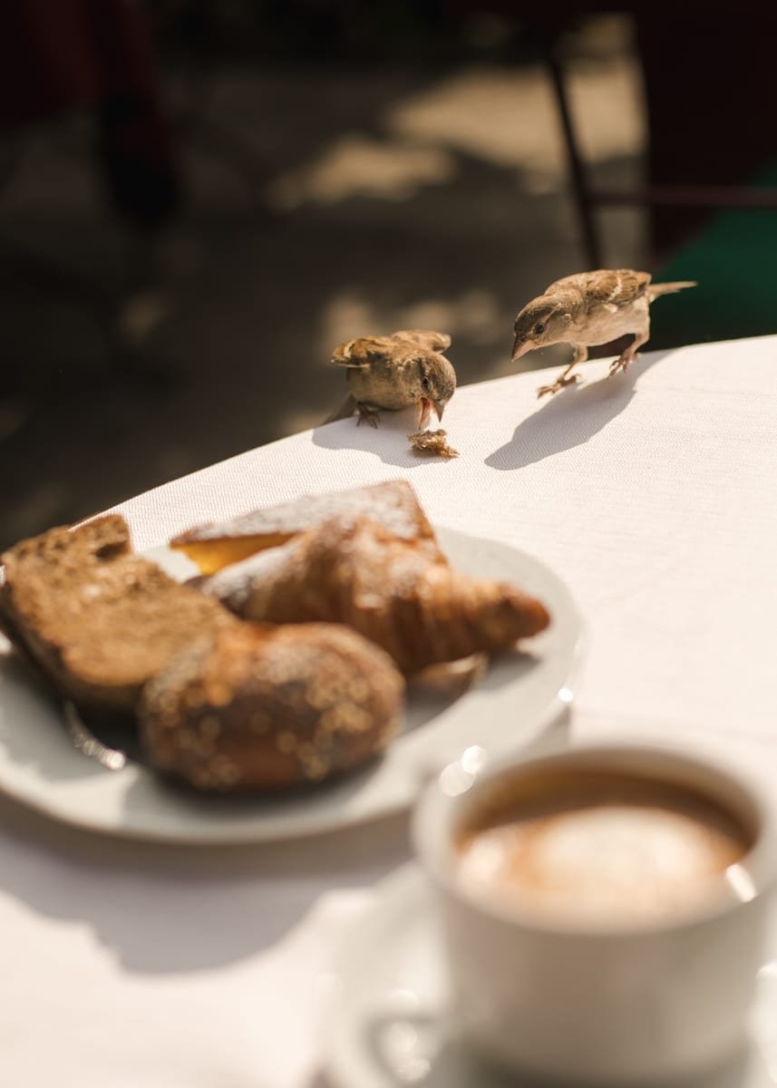 Dos pájaros se comen un trozo de pan sobre la mesa de una terraza