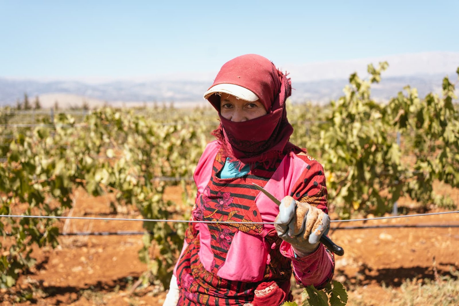 recolector de uva libanés