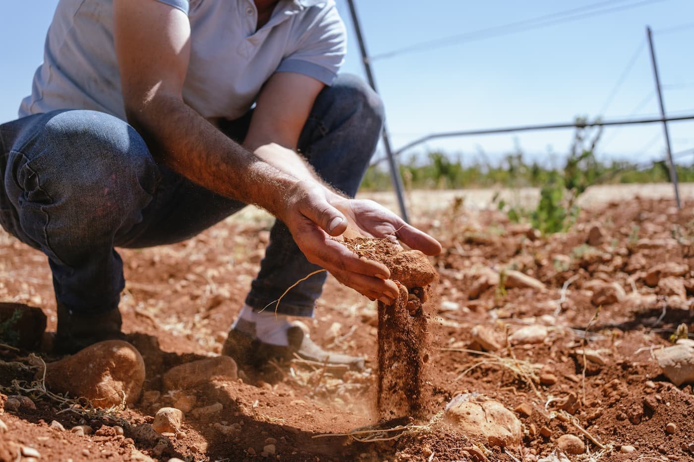una persona cogiendo tierra de un viñedo libanés